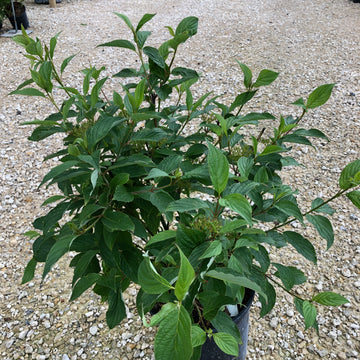 Dogwood - Siberian Pearls