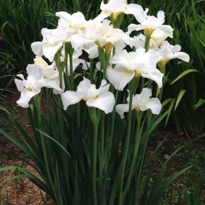 Iris - Swans in Flight