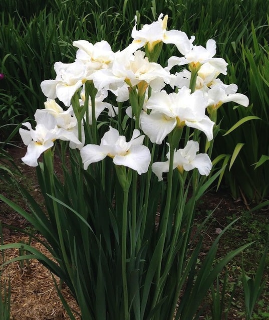 Iris - Swans in Flight
