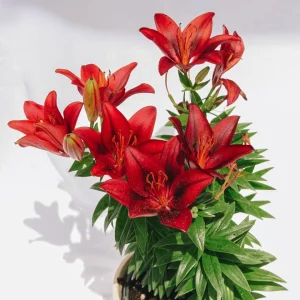 Asiatic Lily - Tiny Rocket