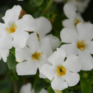 Bacopa Versa White