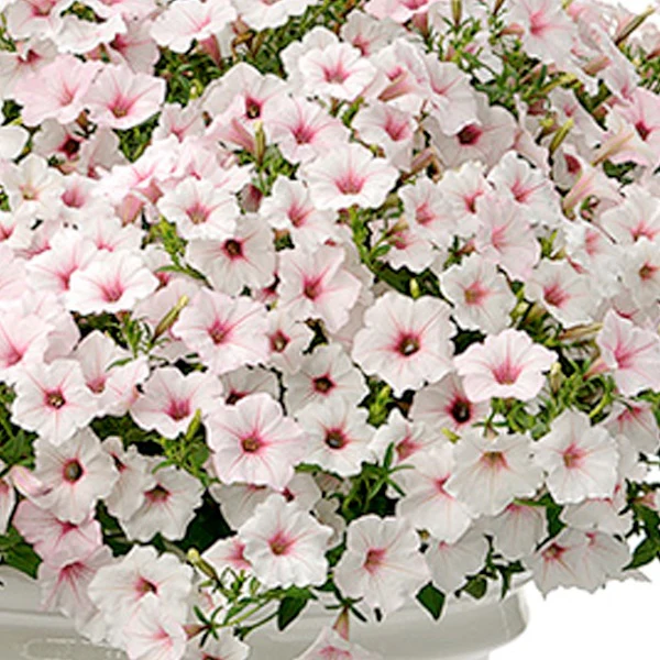 Petunia, Supertunia Vista Silverberry