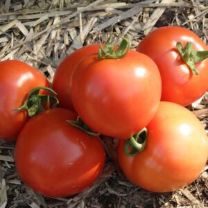 Tomato, Early Girl