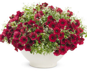 Petunia, Supertunia Black Cherry