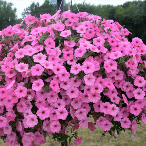 Petunia, Supertunia Vista Bubblegum