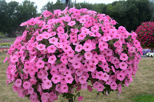 Petunia, Supertunia Vista Bubblegum