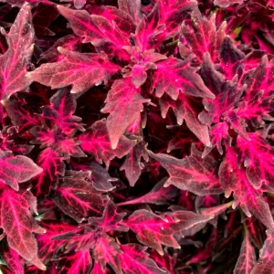 Coleus Flamethrower Adobo Pink