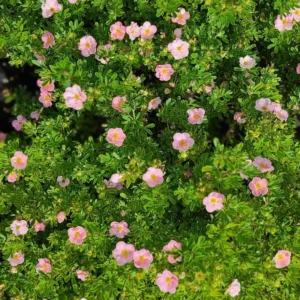 Potentilla- Pink Beauty